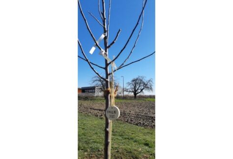 Manifestation une naissance un arbre